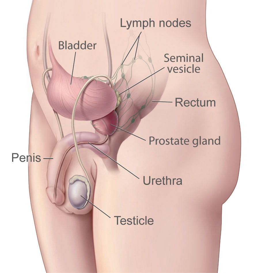 Prostate Illustration Enlarge