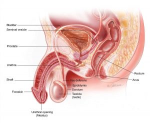 Anatomical illustration of the penis, labeling each part, including the shaft, Foreskin, Urethral opening, Urethra, Prostate, Bladder, Seminal vesicle, Vas deferens, epidermis, scrotum, Testicle, Rectum, and Anus.